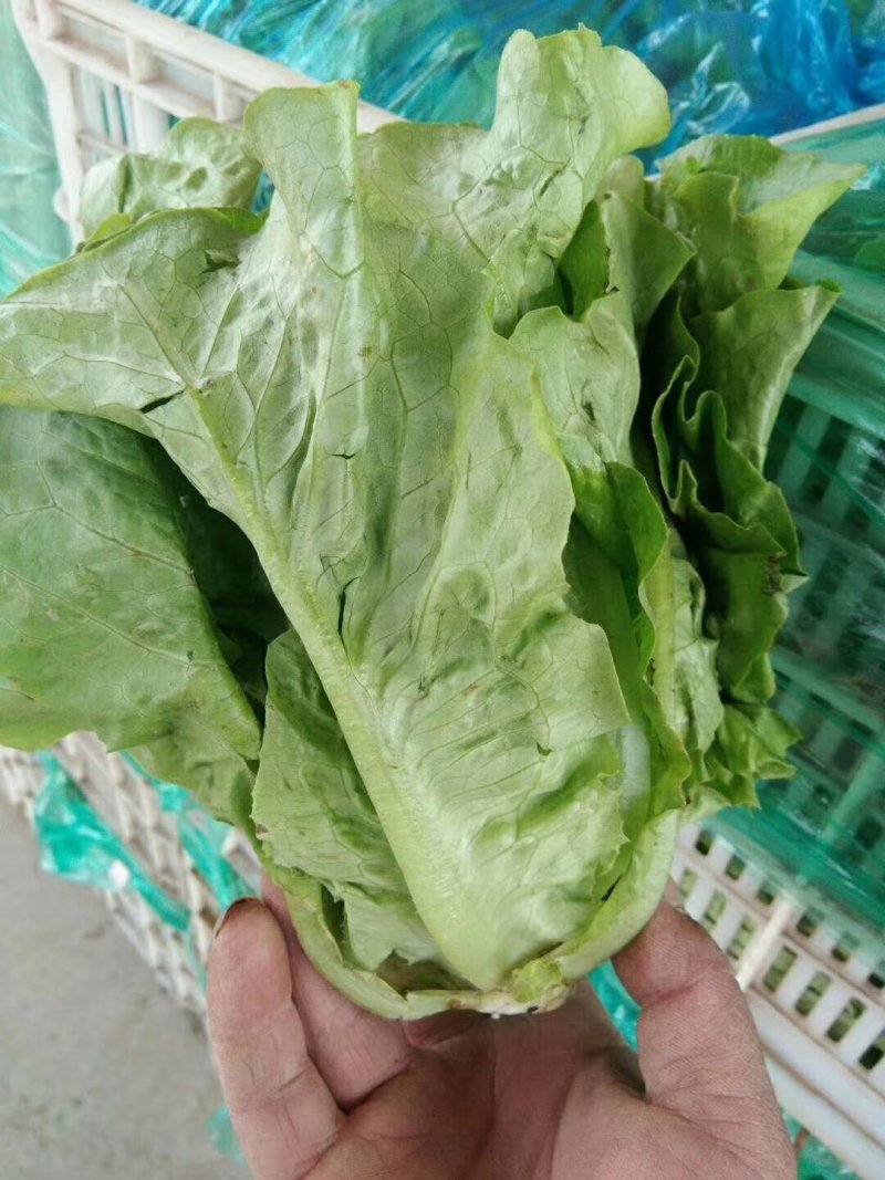 意大利生菜大量上市质量好价格低