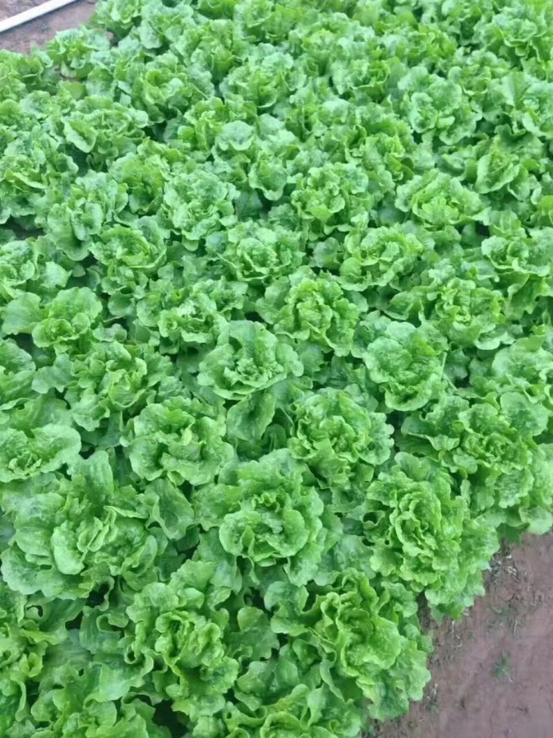 意大利生菜大量上市质量好价格低