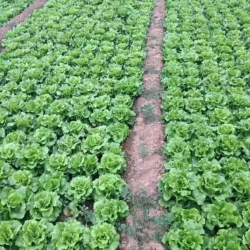 意大利生菜大量上市质量好价格低