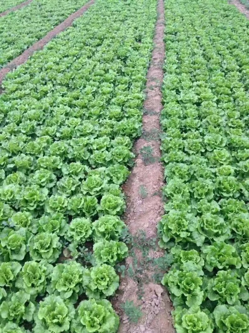 意大利生菜大量上市质量好价格低