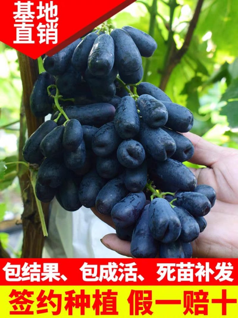 《基地直销》蓝宝石葡萄苗南北方都可种植货真价实