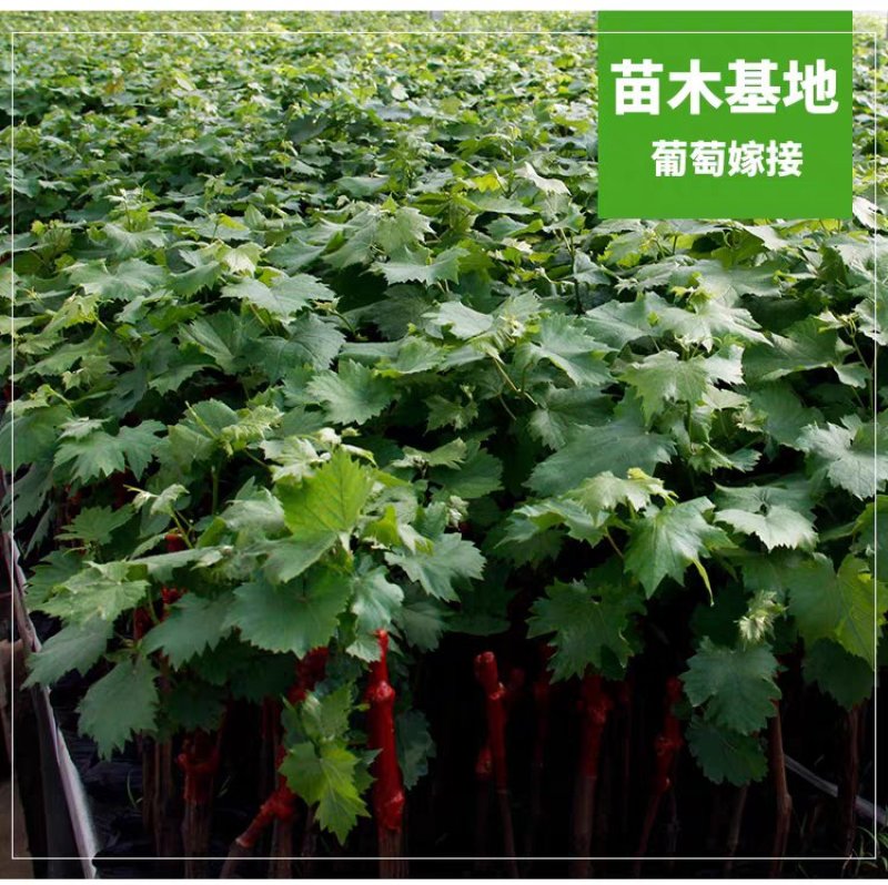 《基地直销》蓝宝石葡萄苗南北方都可种植货真价实