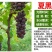 《基地直销》蓝宝石葡萄苗南北方都可种植货真价实