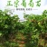 《基地直销》蓝宝石葡萄苗南北方都可种植货真价实