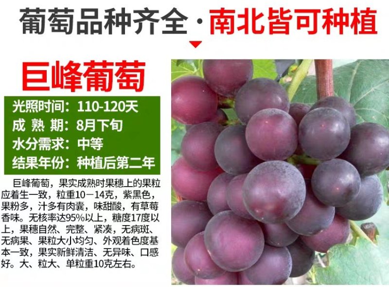 《基地直销》蓝宝石葡萄苗南北方都可种植货真价实