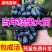 《基地直销》蓝宝石葡萄苗南北方都可种植货真价实