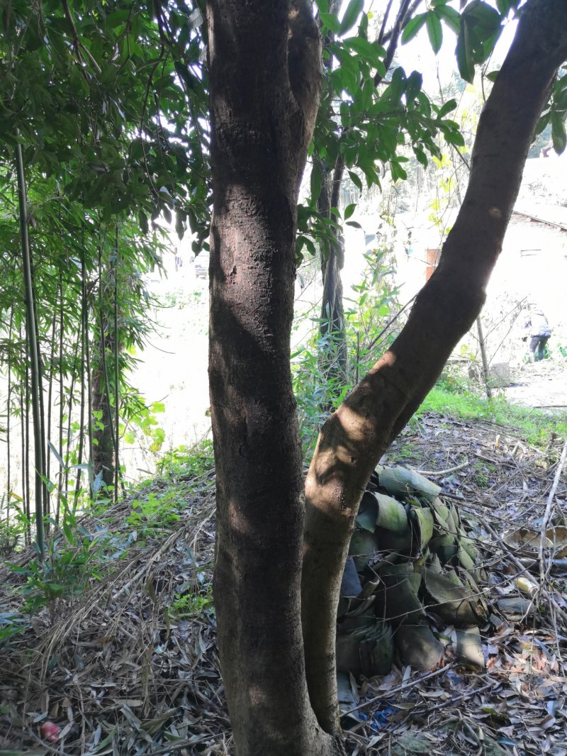 宅基地耕地养值林地