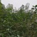 宅基地耕地养值林地