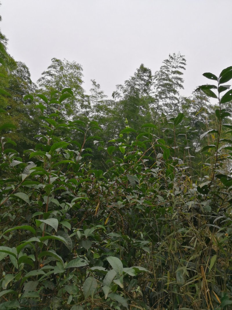 宅基地耕地养值林地