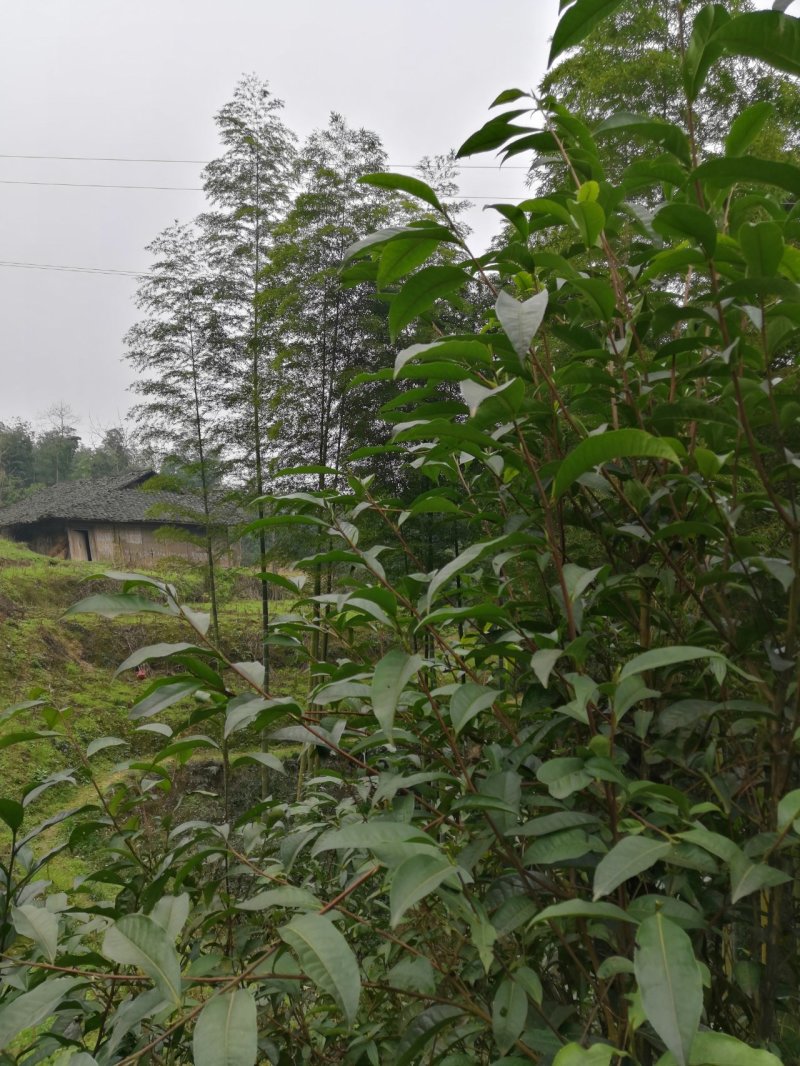 宅基地耕地养值林地