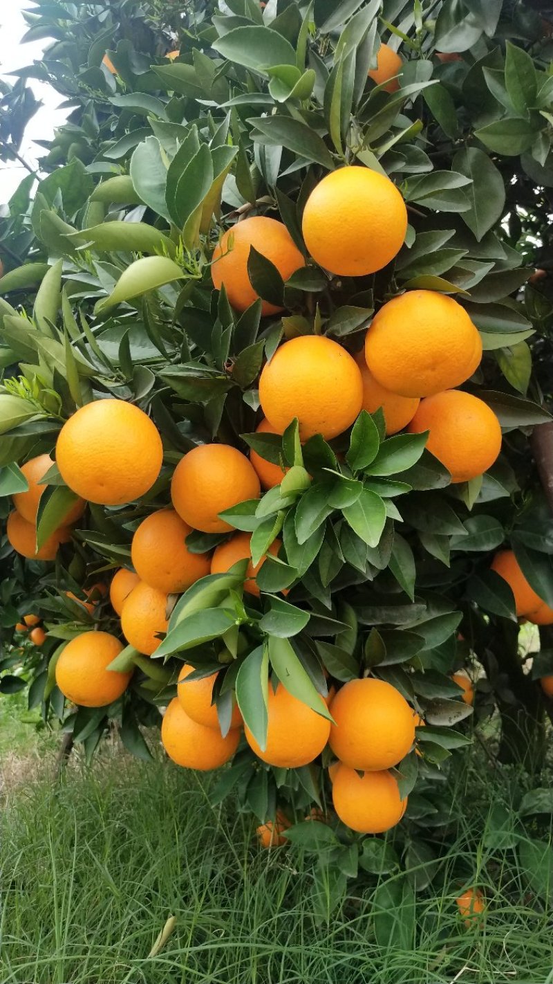 夏橙苗阿尔及利亚福罗斯特品种个大皮薄颜色橙黄口感十足
