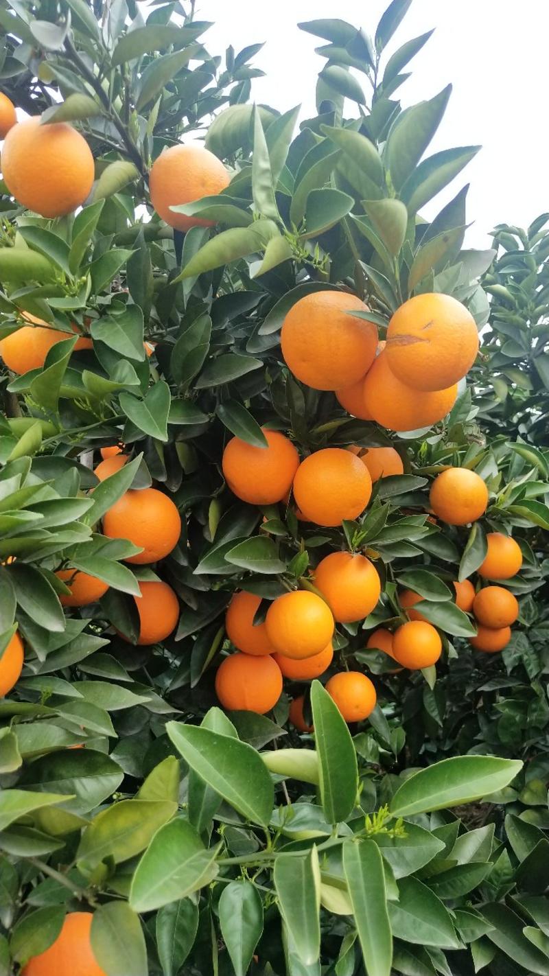 夏橙苗阿尔及利亚福罗斯特品种个大皮薄颜色橙黄口感十足