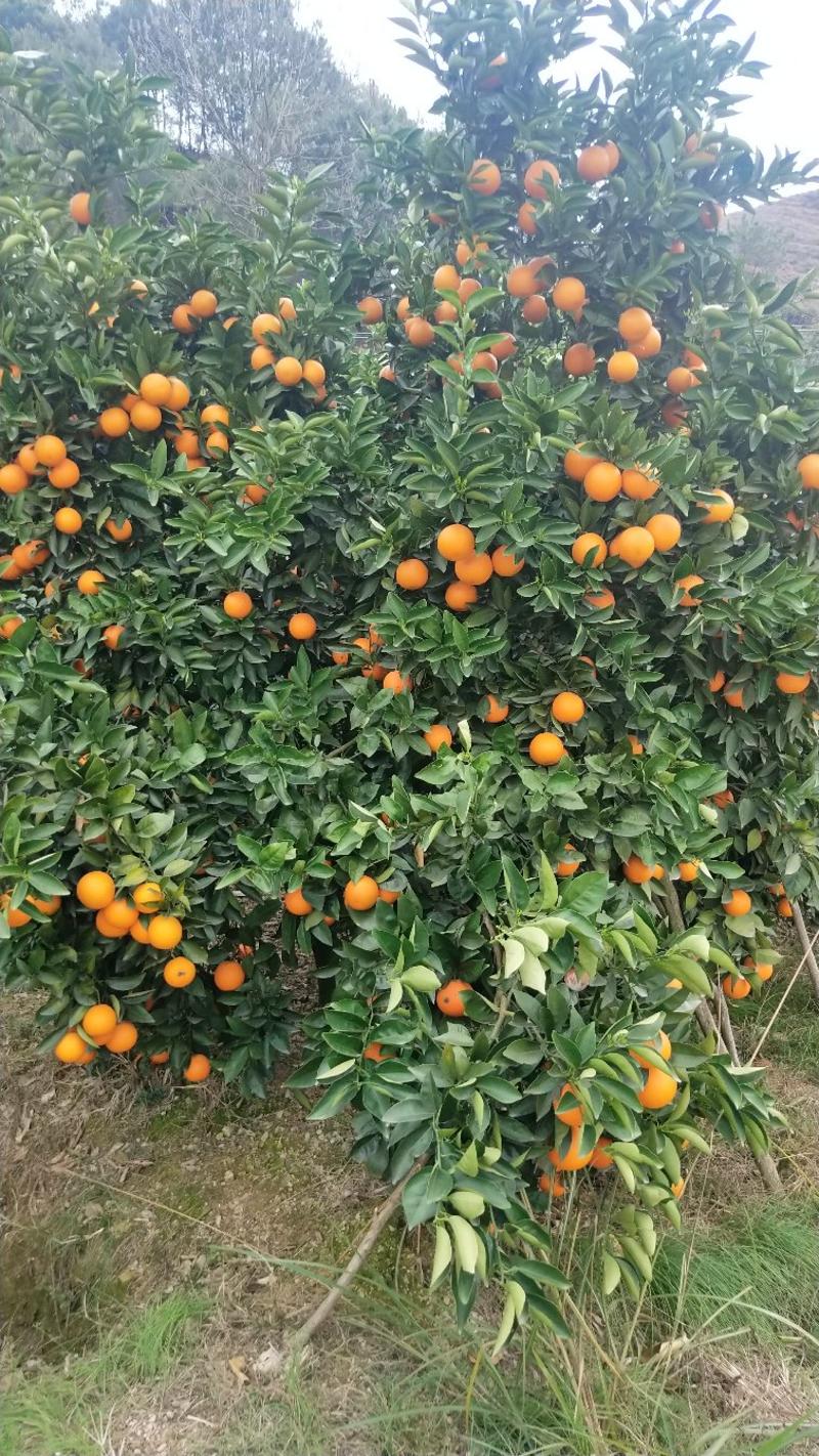 夏橙苗阿尔及利亚福罗斯特品种个大皮薄颜色橙黄口感十足