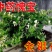 金银花苗（全国各地，均可种植，好养易活）