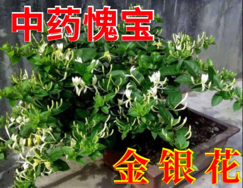 金银花苗（全国各地，均可种植，好养易活）