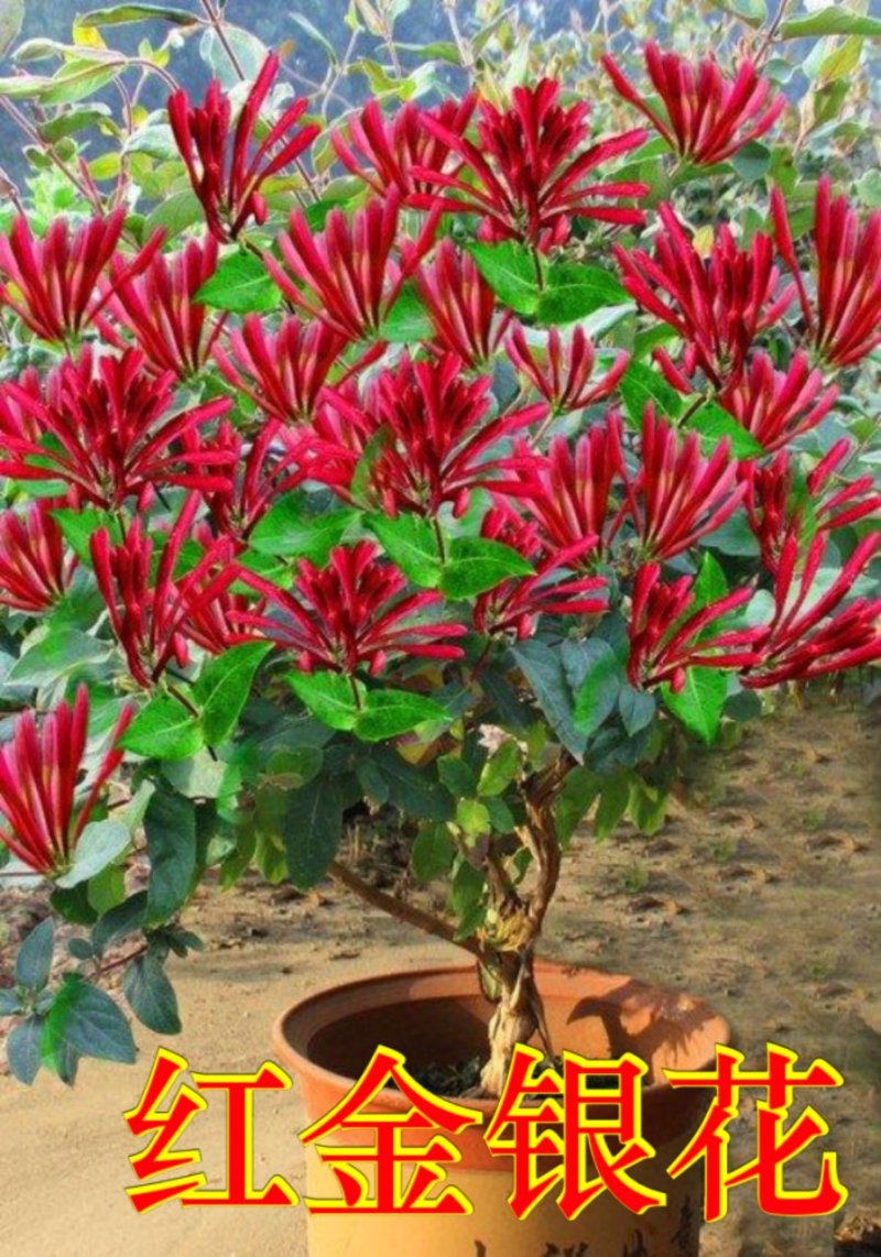 金银花苗（全国各地，均可种植，好养易活）
