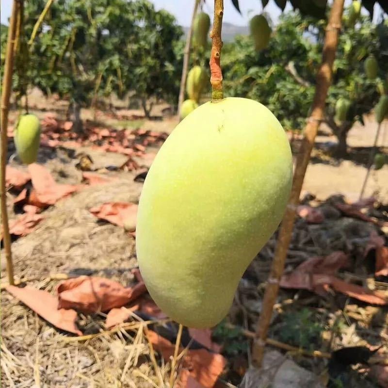 【支持一件代发】青皮金煌芒，新鲜芒果，带青花皮