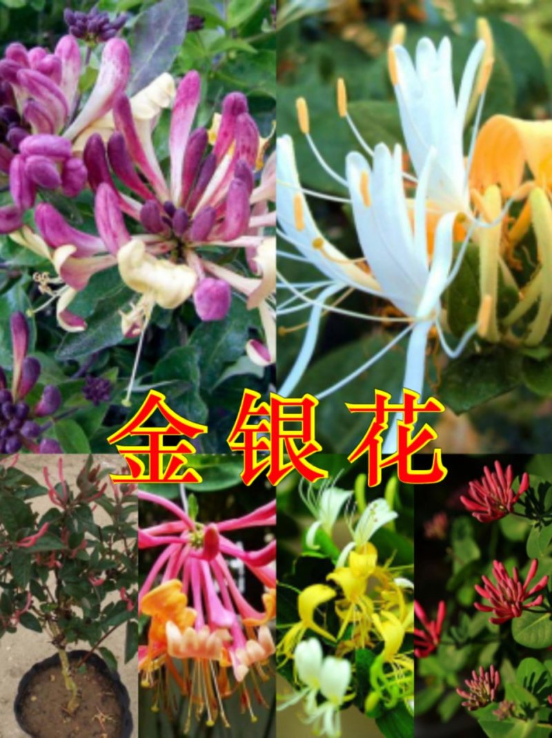 金银花苗（全国各地，均可种植，好养易活）