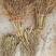 石榴苗扦插苗70~80cm包品种包成活死苗补发
