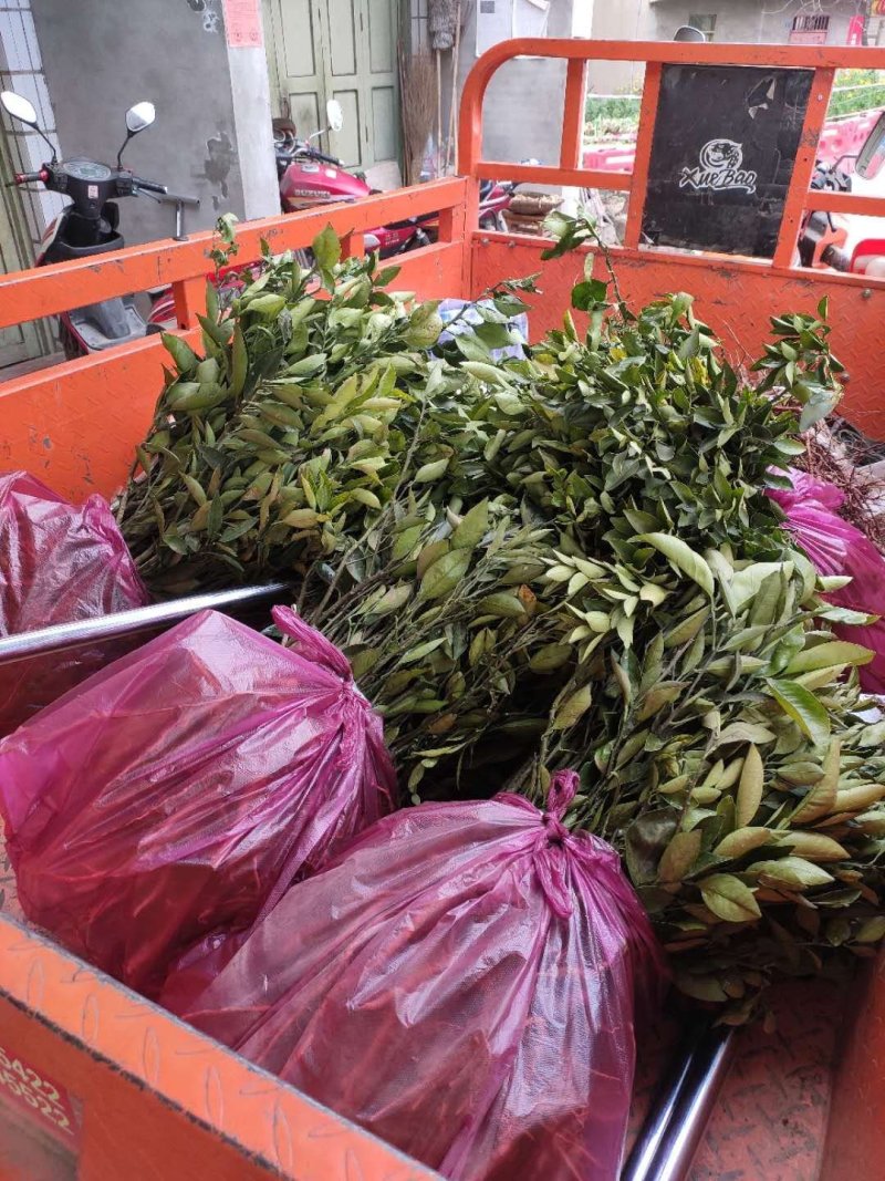 橙子树苗品种齐全大量供应品种齐全