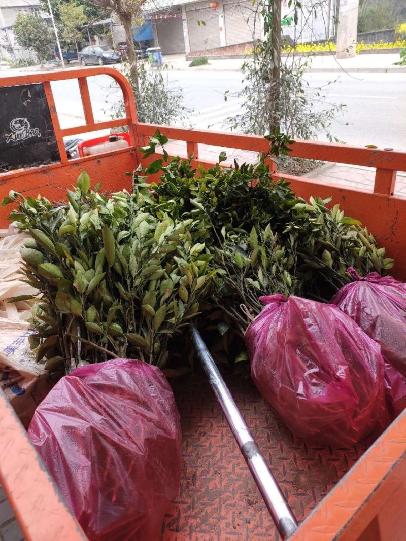 橙子树苗品种齐全大量供应品种齐全