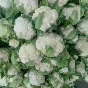 白实花大量上市可供平台，商超，加工厂社区团购