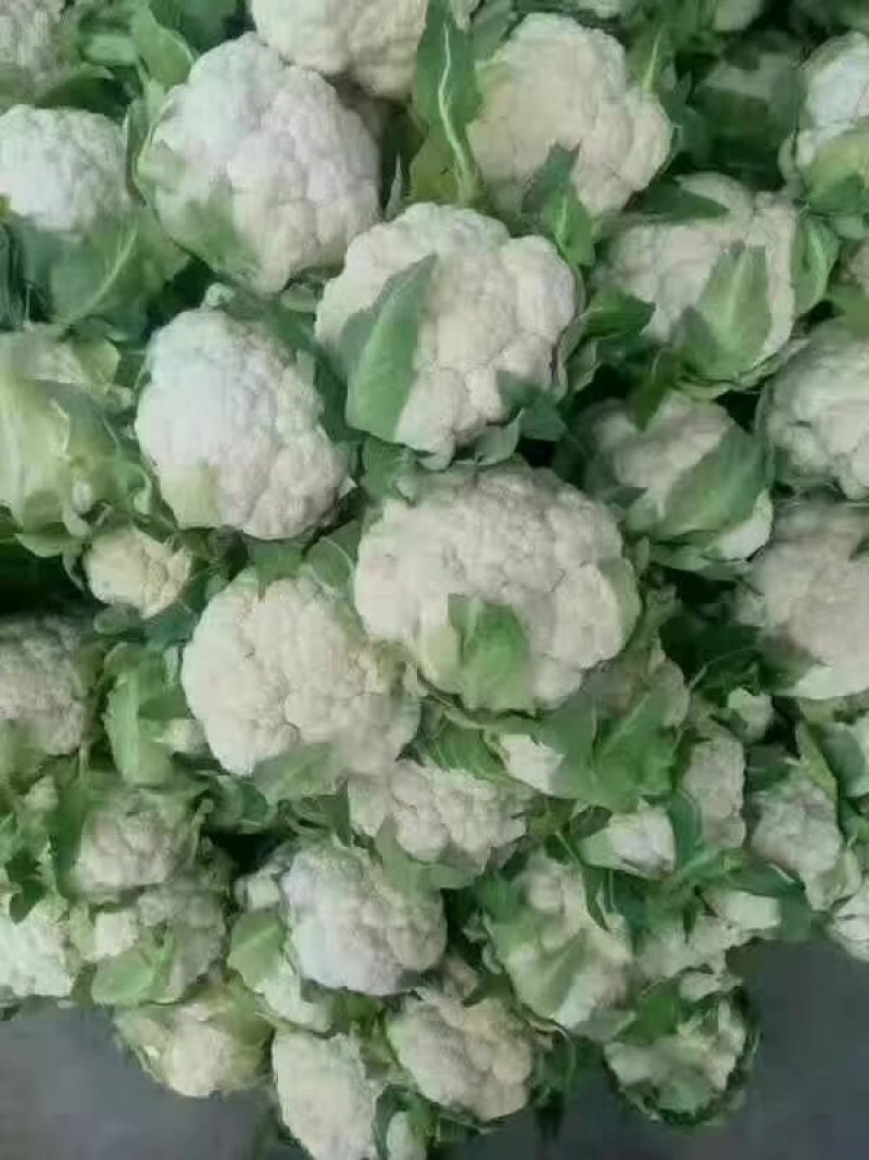 白实花大量上市可供平台，商超，加工厂社区团购