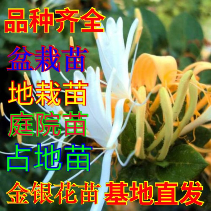 金银花苗（全国各地，均可种植，好养易活）