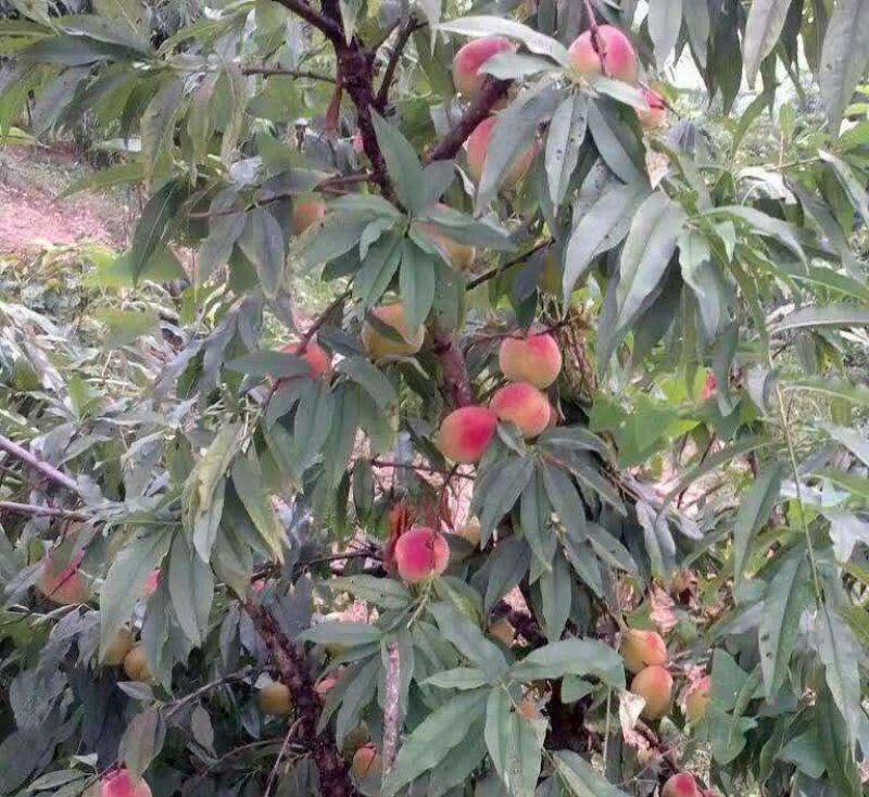 《基地直销》假一赔十品种规格齐全嫁接鹰嘴蜜桃苗