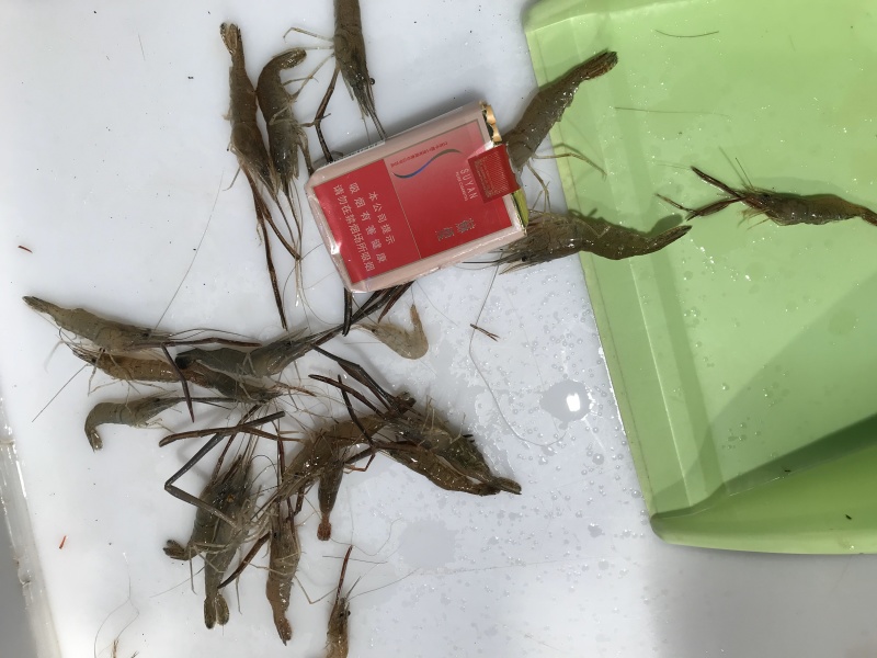 河虾，活体冻板冰鲜2-4规格，3-5规格请提前预定