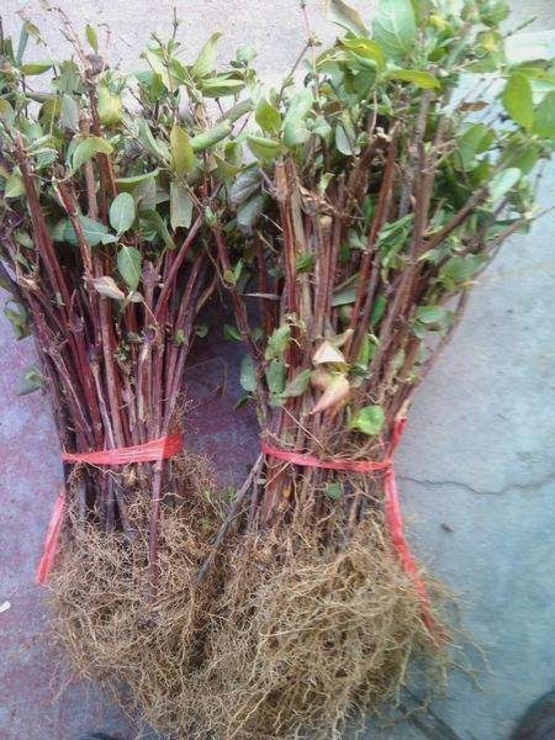 金银花苗（全国各地，均可种植，好养易活）