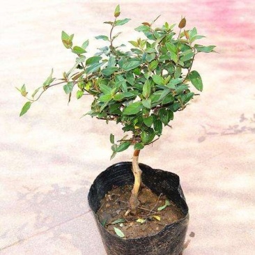 金银花苗（全国各地，均可种植，好养易活）