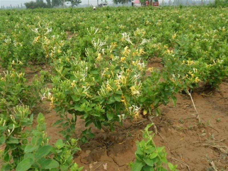 金银花苗（全国各地，均可种植，好养易活）