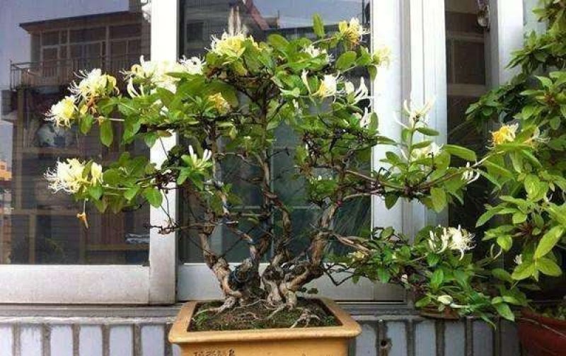 金银花苗（全国各地，均可种植，好养易活）
