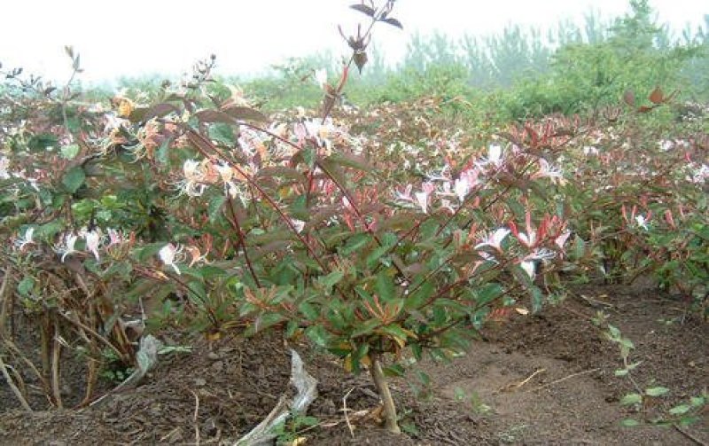 金银花苗（全国各地，均可种植，好养易活）