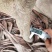 正宗宁海白枇杷白荔枝枇杷树白沙枇杷树果园收益快