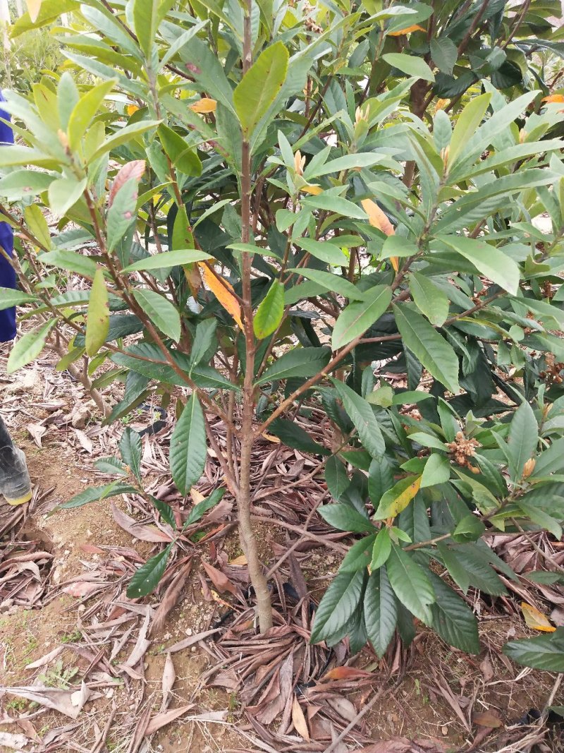 正宗宁海白枇杷白荔枝枇杷树白沙枇杷树果园收益快