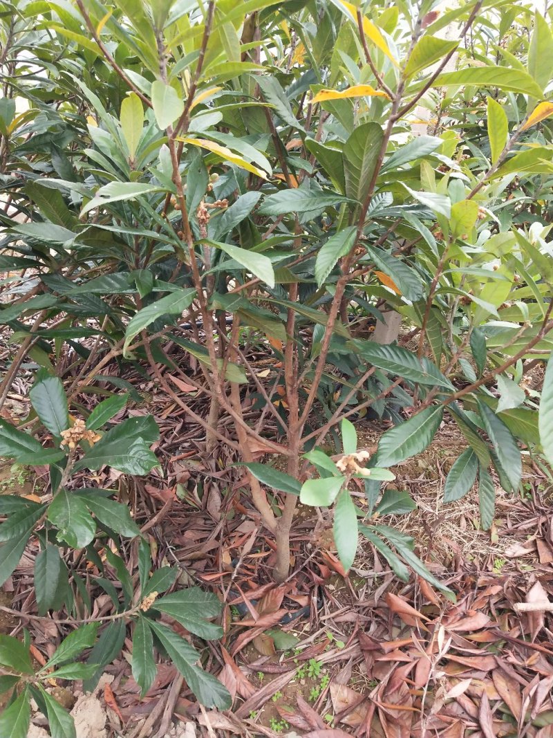 正宗宁海白枇杷白荔枝枇杷树白沙枇杷树果园收益快