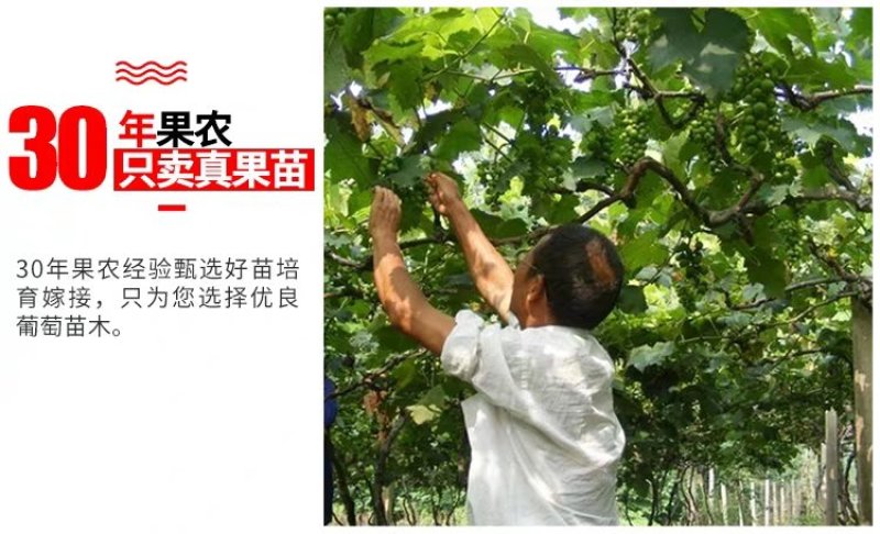 嫁接品种葡萄苗，基地直发，现挖现卖，南北种植，品种齐全