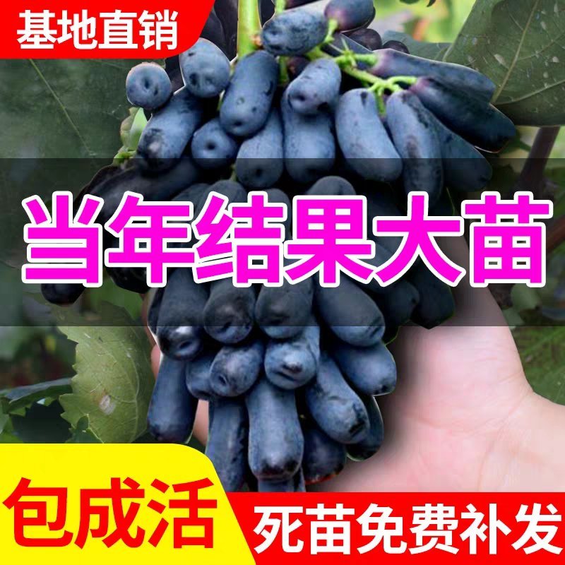 嫁接品种葡萄苗，基地直发，现挖现卖，南北种植，品种齐全