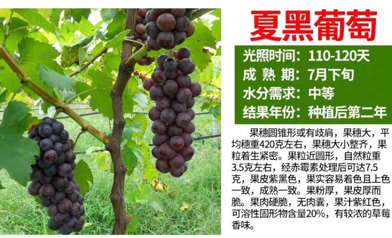 嫁接品种葡萄苗，基地直发，现挖现卖，南北种植，品种齐全