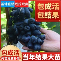 嫁接品种葡萄苗，基地直发，现挖现卖，南北种植，品种齐全