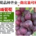 嫁接品种葡萄苗，基地直发，现挖现卖，南北种植，品种齐全