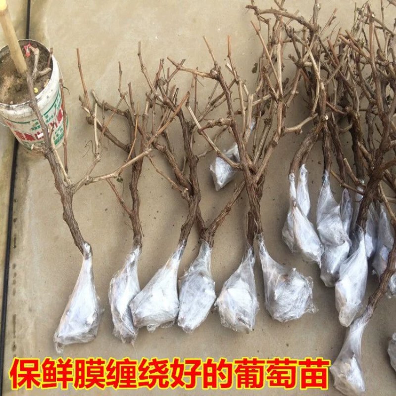 嫁接品种葡萄苗，基地直发，现挖现卖，南北种植，品种齐全
