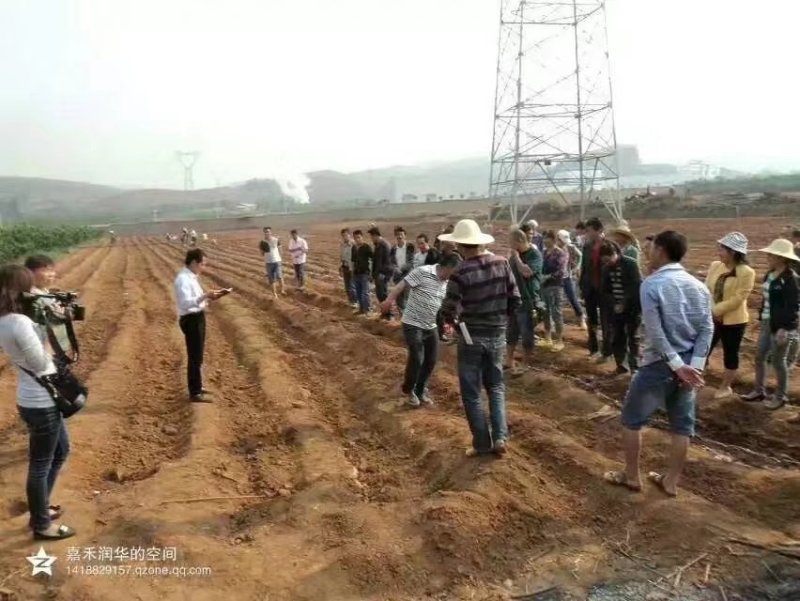 山药豆，山药苗，白玉豆苗山药苗