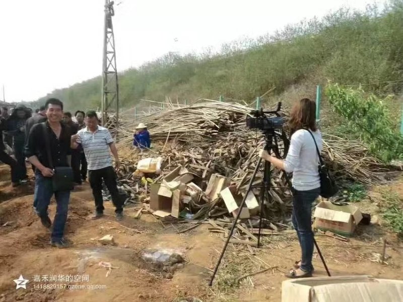 山药豆，山药苗，白玉豆苗山药苗