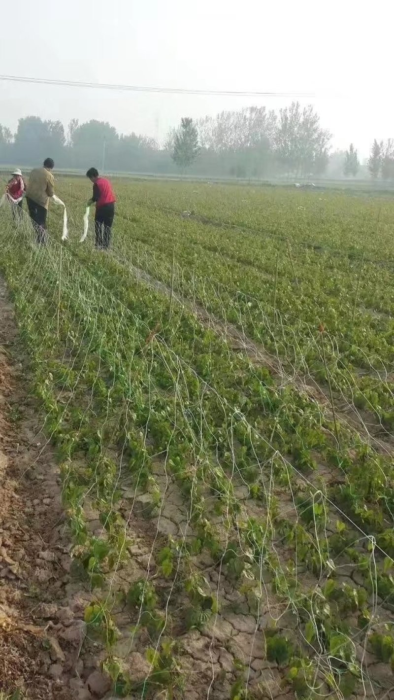 山药豆，山药苗，白玉豆苗山药苗