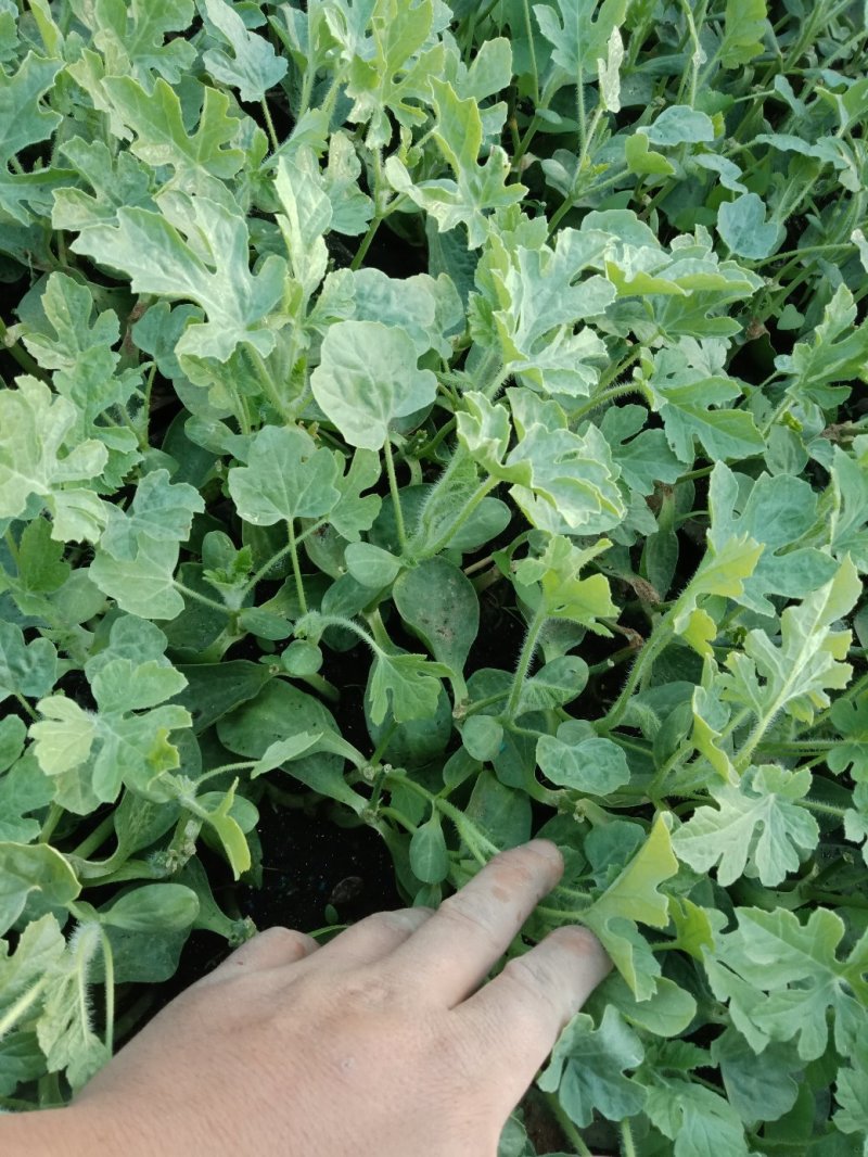 大量供应京欣西瓜苗，甜王西瓜苗