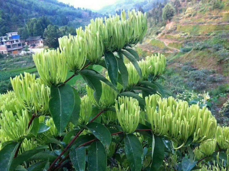 湘蕾5号花王，抗病能力强，产量高，提供成植技术包回收