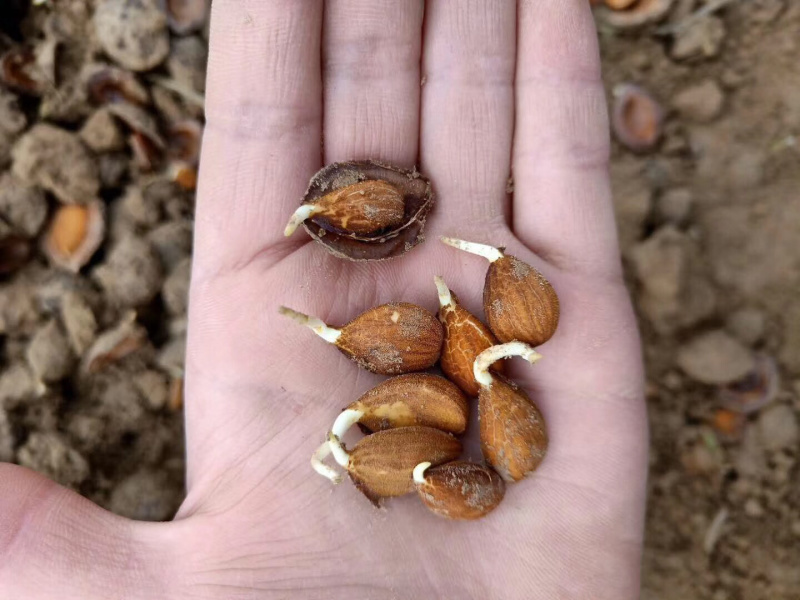 毛桃芽毛桃树种子99%以上